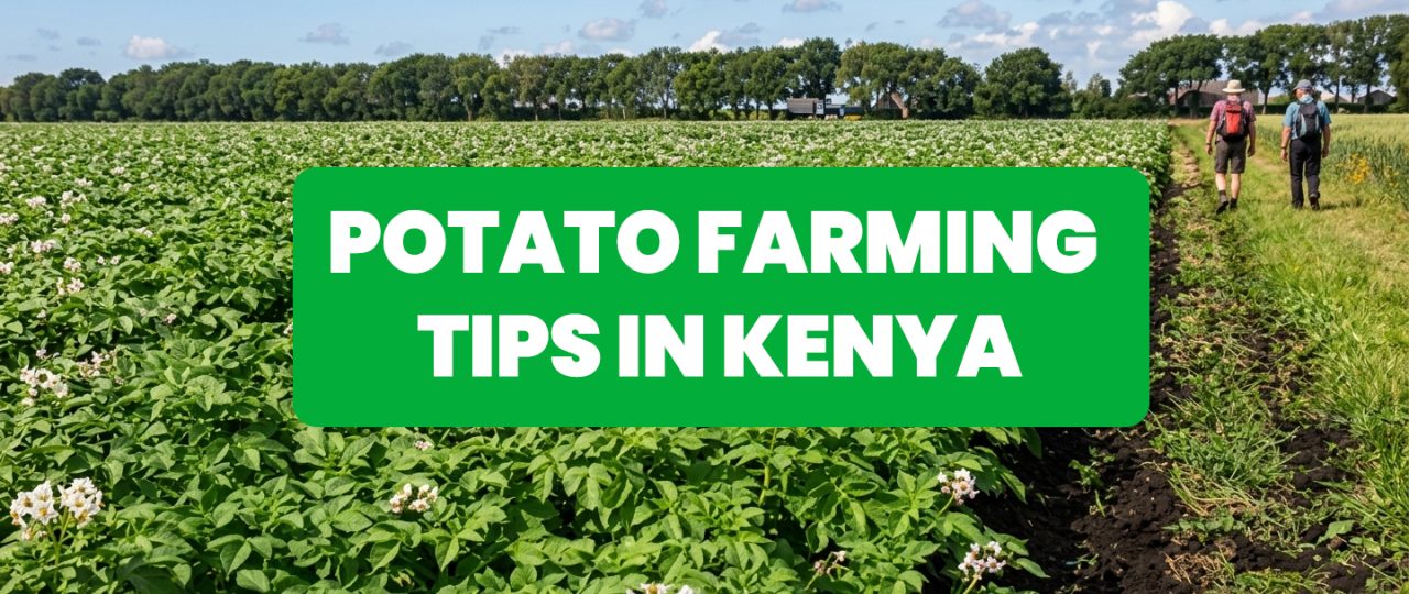What You Need to Know Before Starting Potato Farming in Kenya