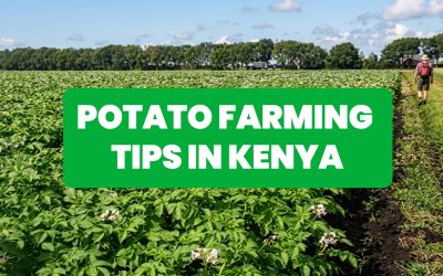 What You Need to Know Before Starting Potato Farming in Kenya